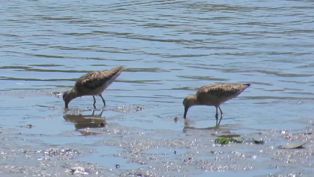 Kısa Gagalı Suçulluğu - ML646375927