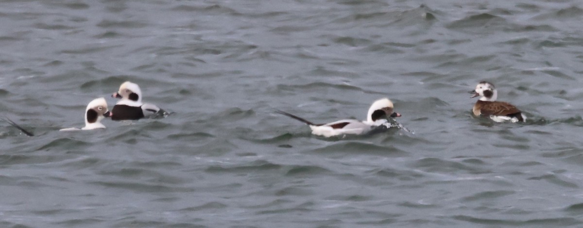 Telkuyruk - ML646375928