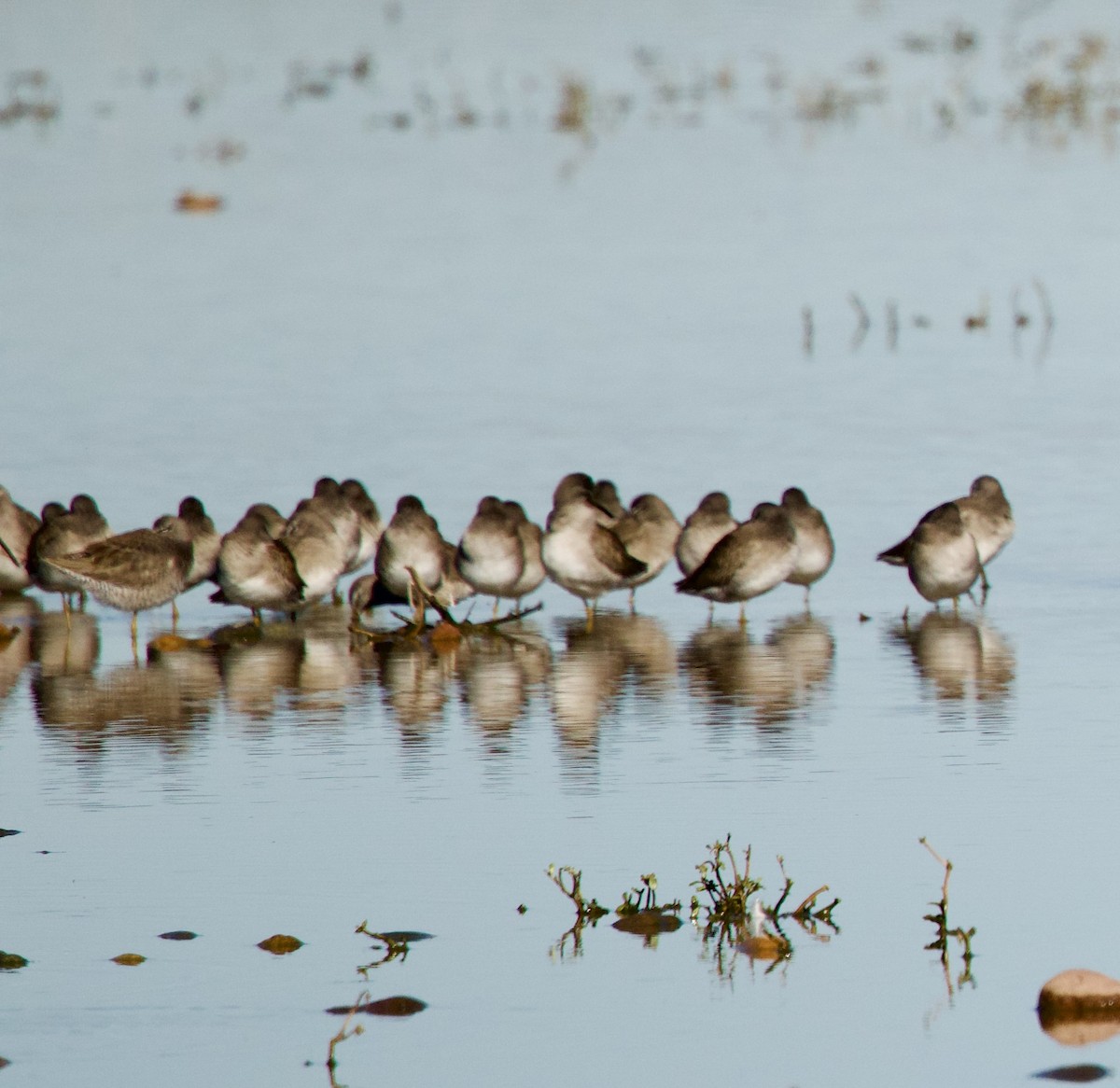 Uzun Gagalı Suçulluğu - ML646375929