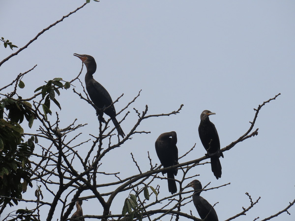 Neotropikal Karabatak - ML646375930