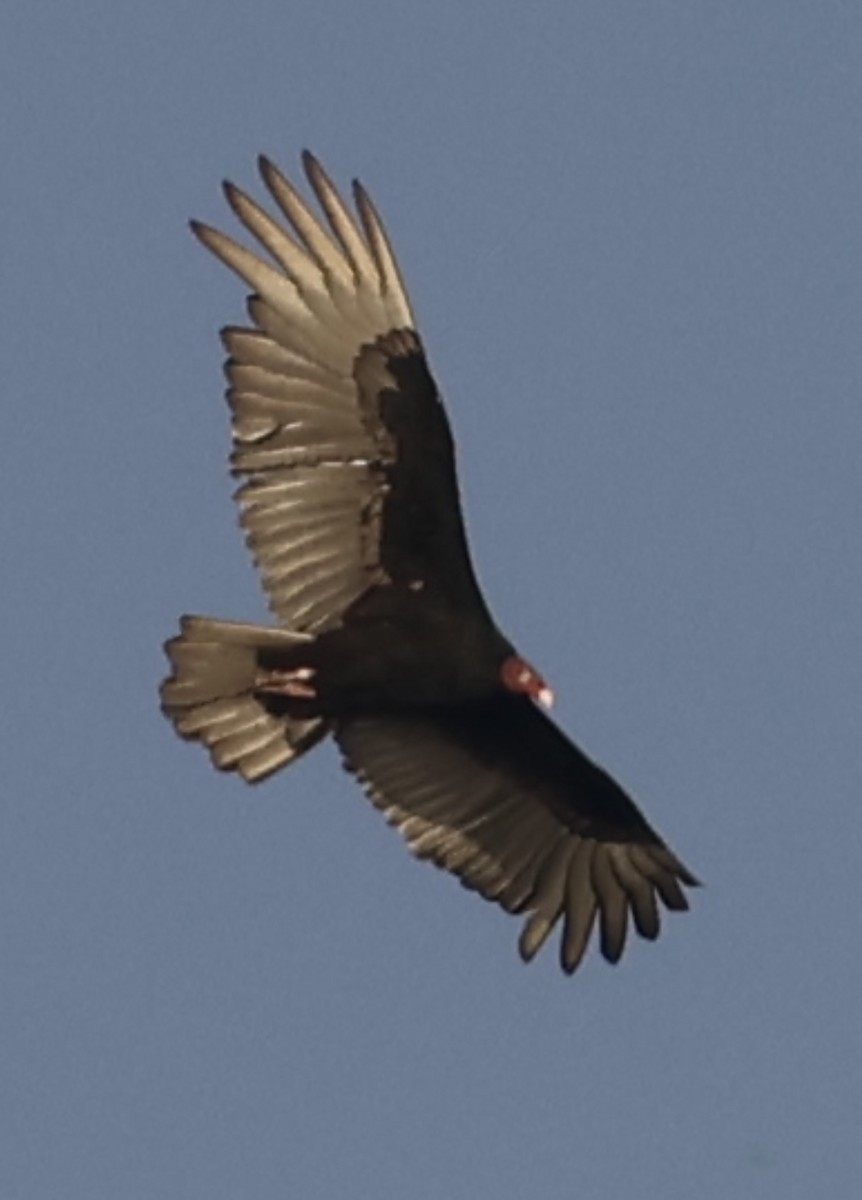 Hindi Akbabası - ML646375932