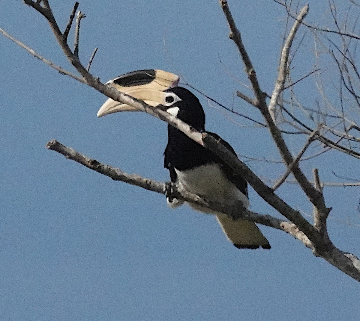 Hint Alaca Boynuzgagası - ML646375934