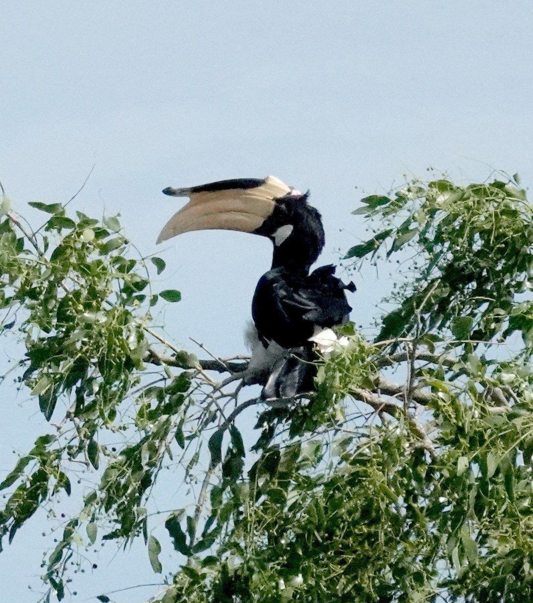 Hint Alaca Boynuzgagası - ML646375935