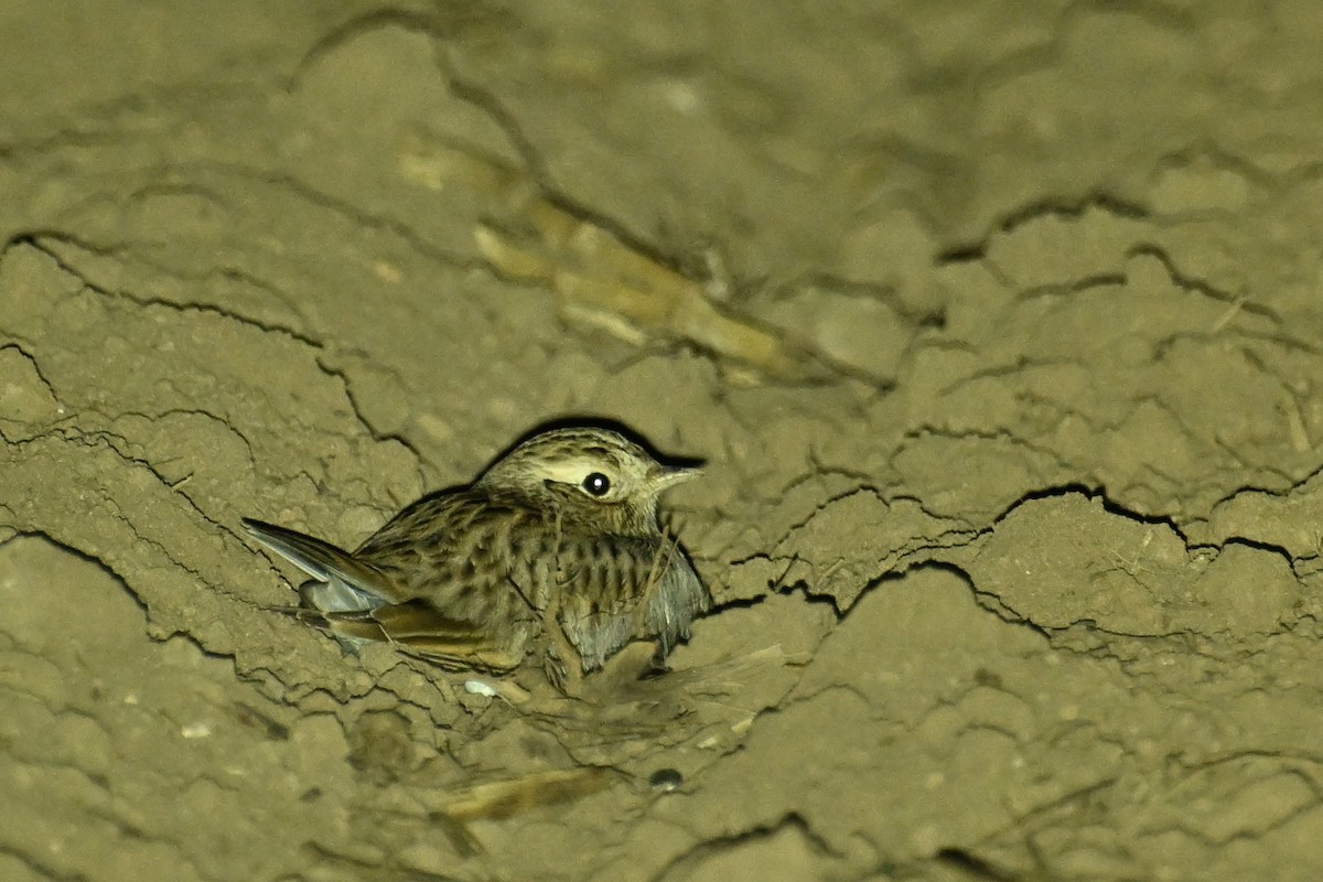 Tarlakuşu - ML646375936