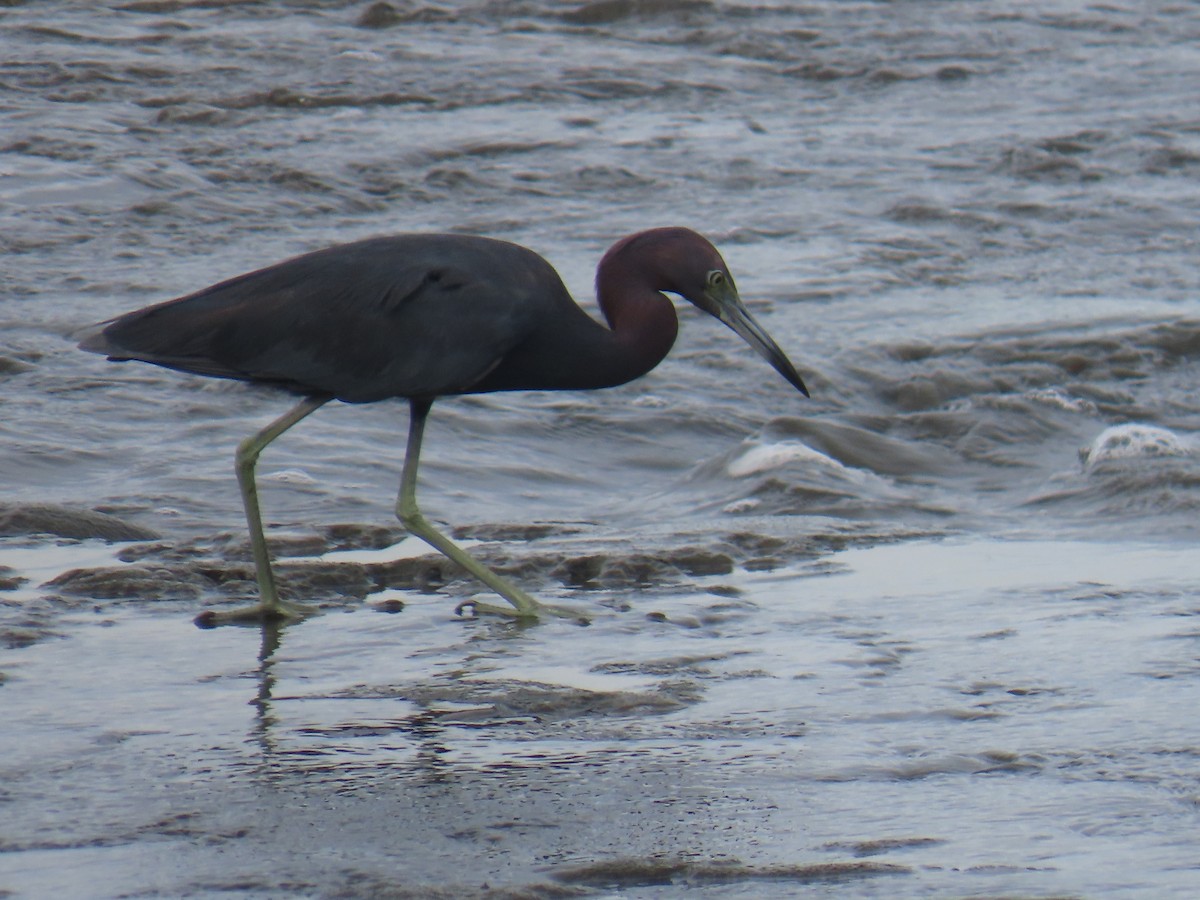 Mavi Balıkçıl - ML646375937