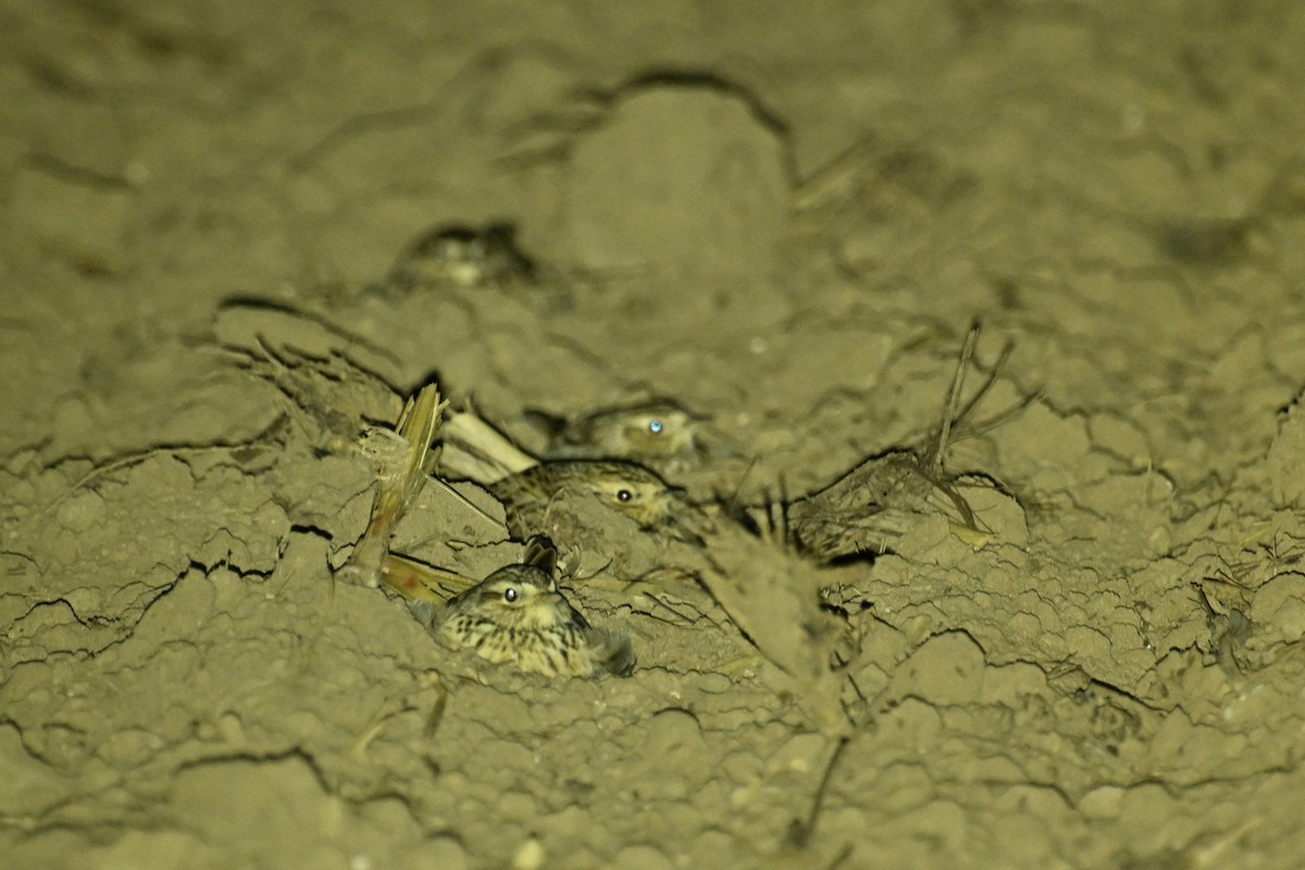 Eurasian Skylark - ML646375938