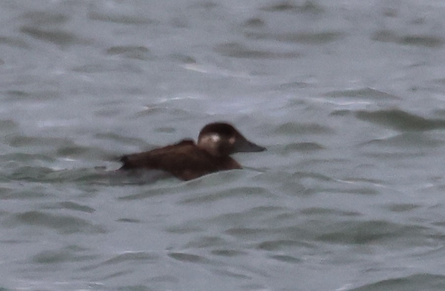 Yamalı Ördek - ML646375939