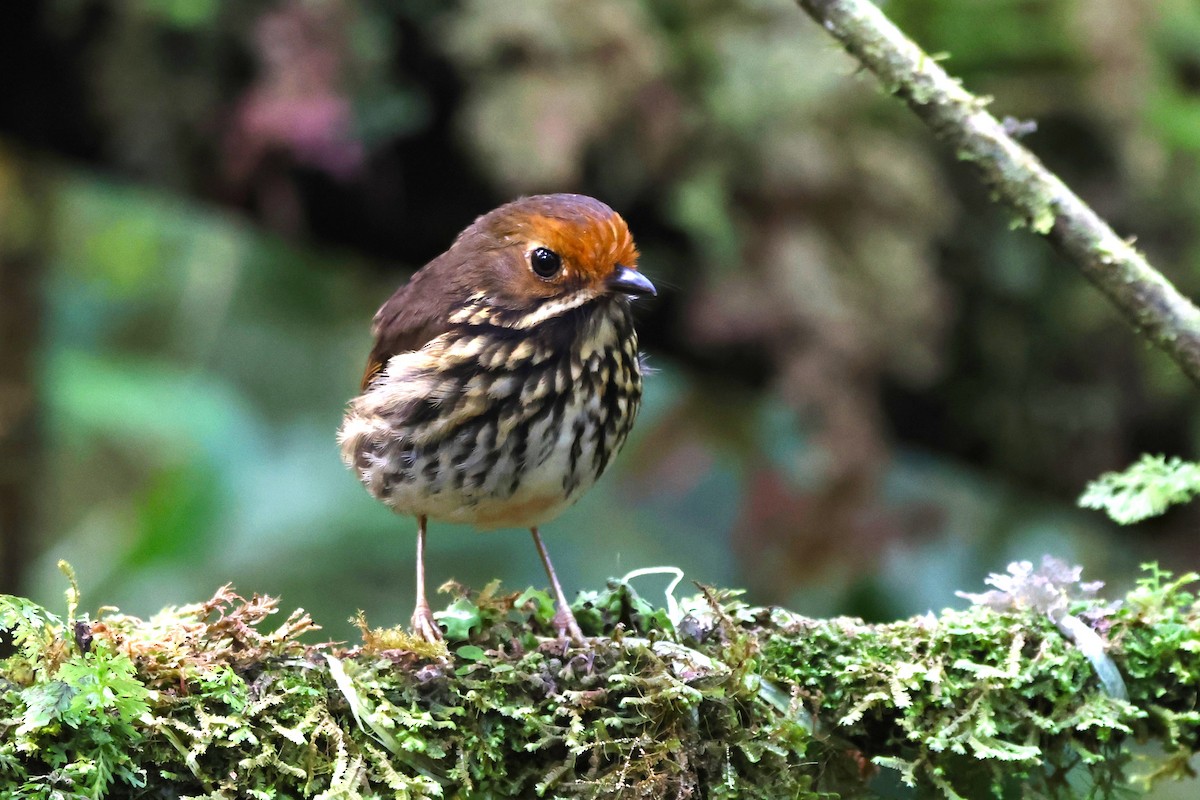 Sarı Alınlı Yerçavuşu - ML646375940