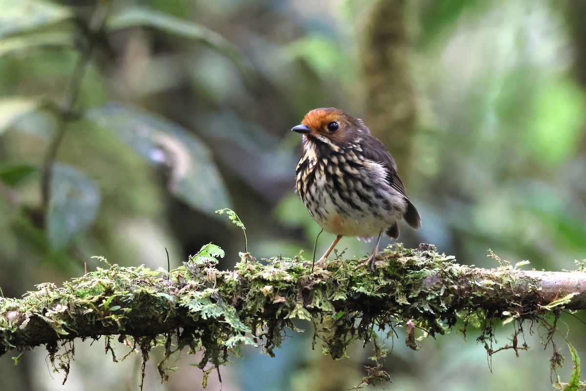 Sarı Alınlı Yerçavuşu - ML646375941
