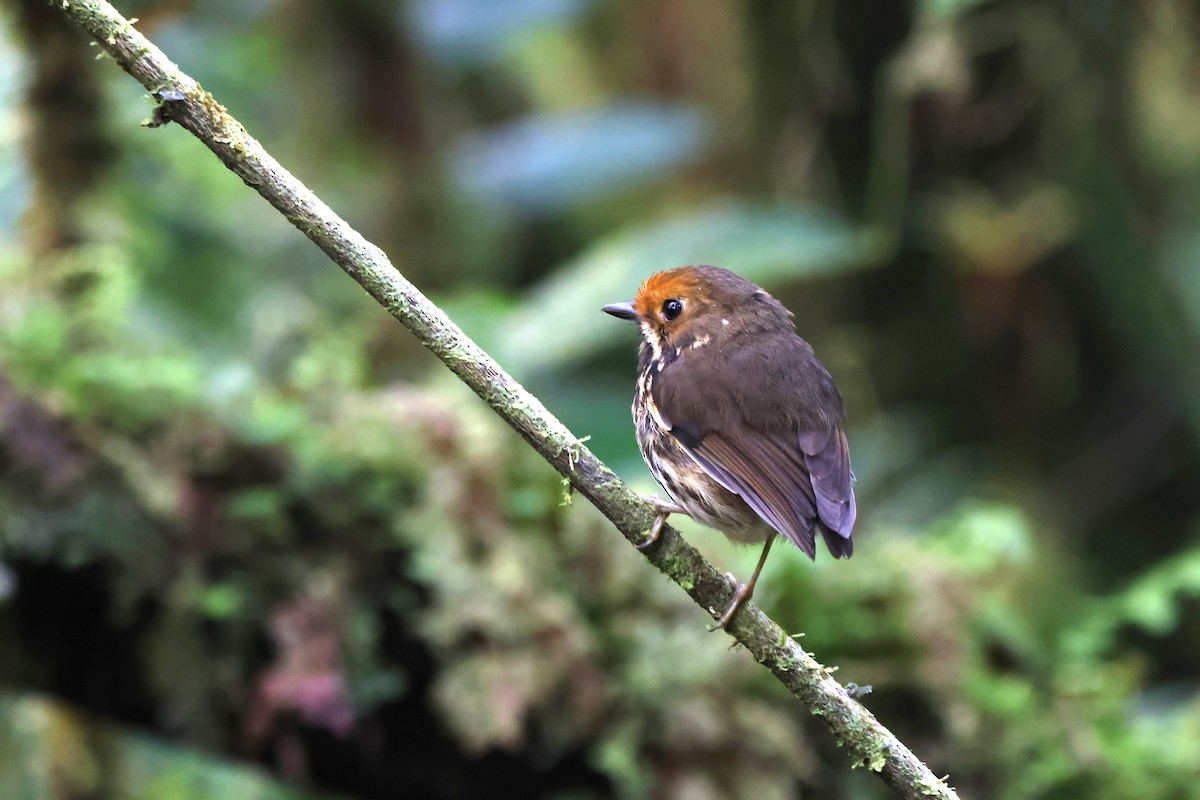 Sarı Alınlı Yerçavuşu - ML646375942