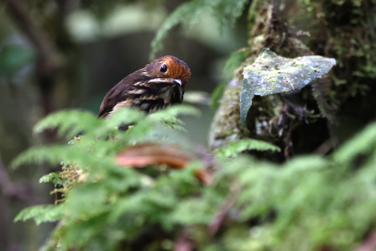 Sarı Alınlı Yerçavuşu - ML646375943