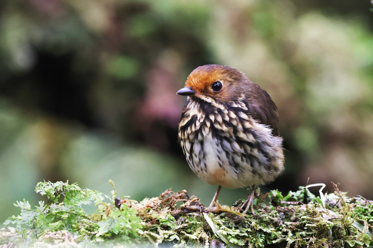 Sarı Alınlı Yerçavuşu - ML646375946