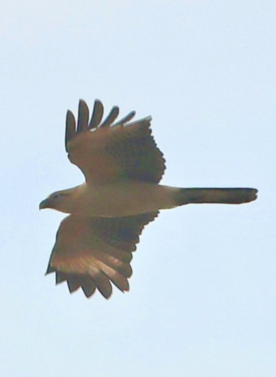 Sarı Başlı Karakara - ML646375947