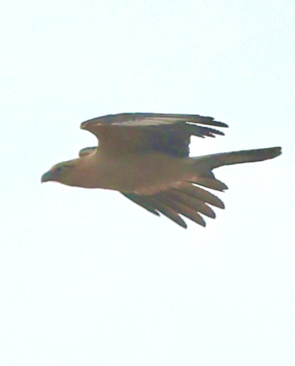 Sarı Başlı Karakara - ML646375948