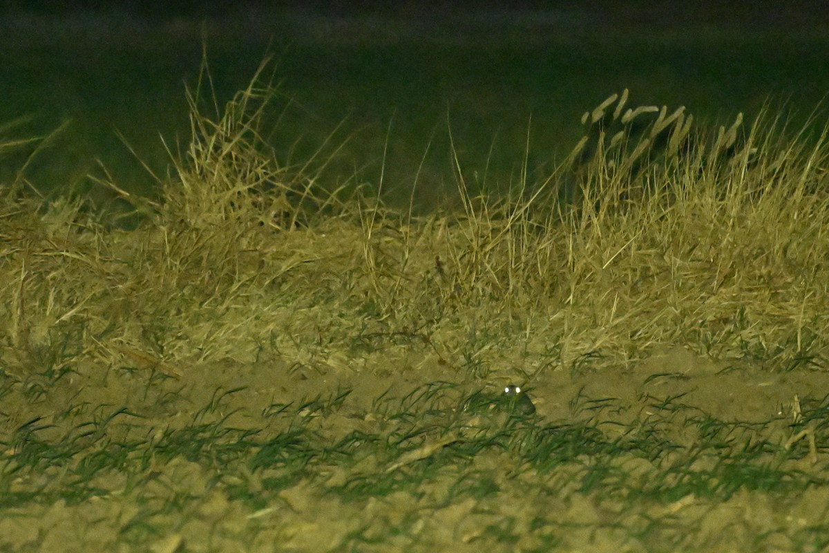 Savanna Nightjar - ML646375949