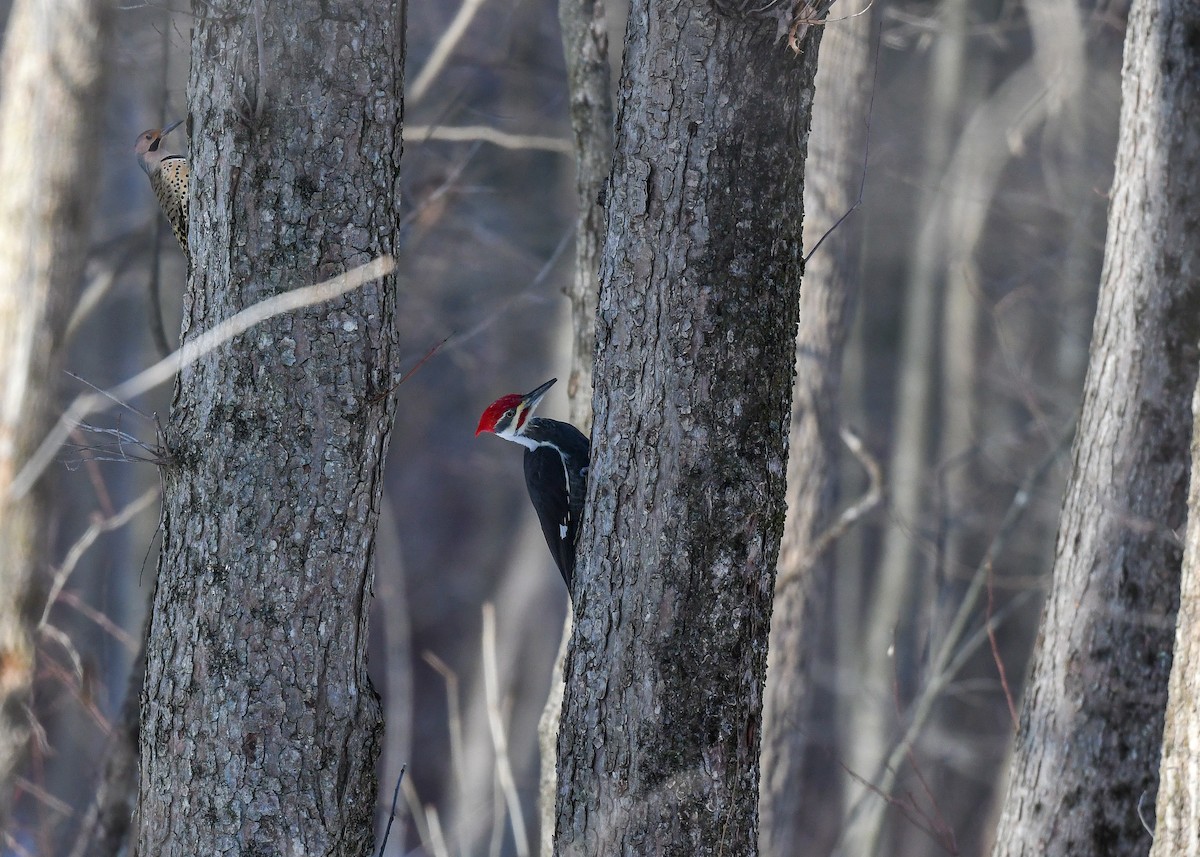 Kuzey Amerika Kara Ağaçkakanı - ML646375950