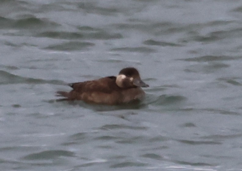 Yamalı Ördek - ML646375953