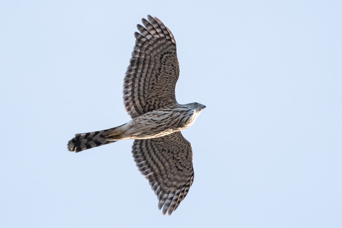 Cooper Atmacası - ML646375954