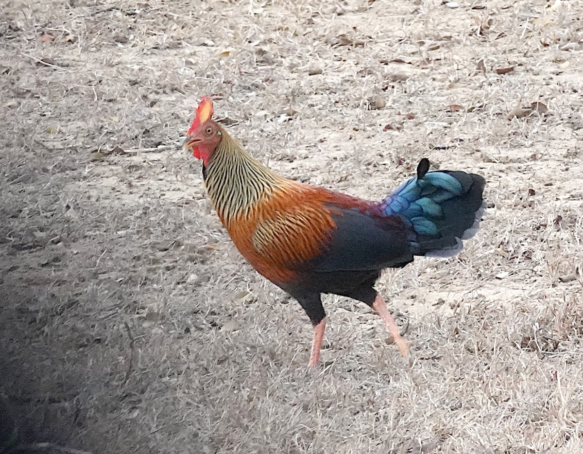 Çizgili Yaban Tavuğu - ML646375955