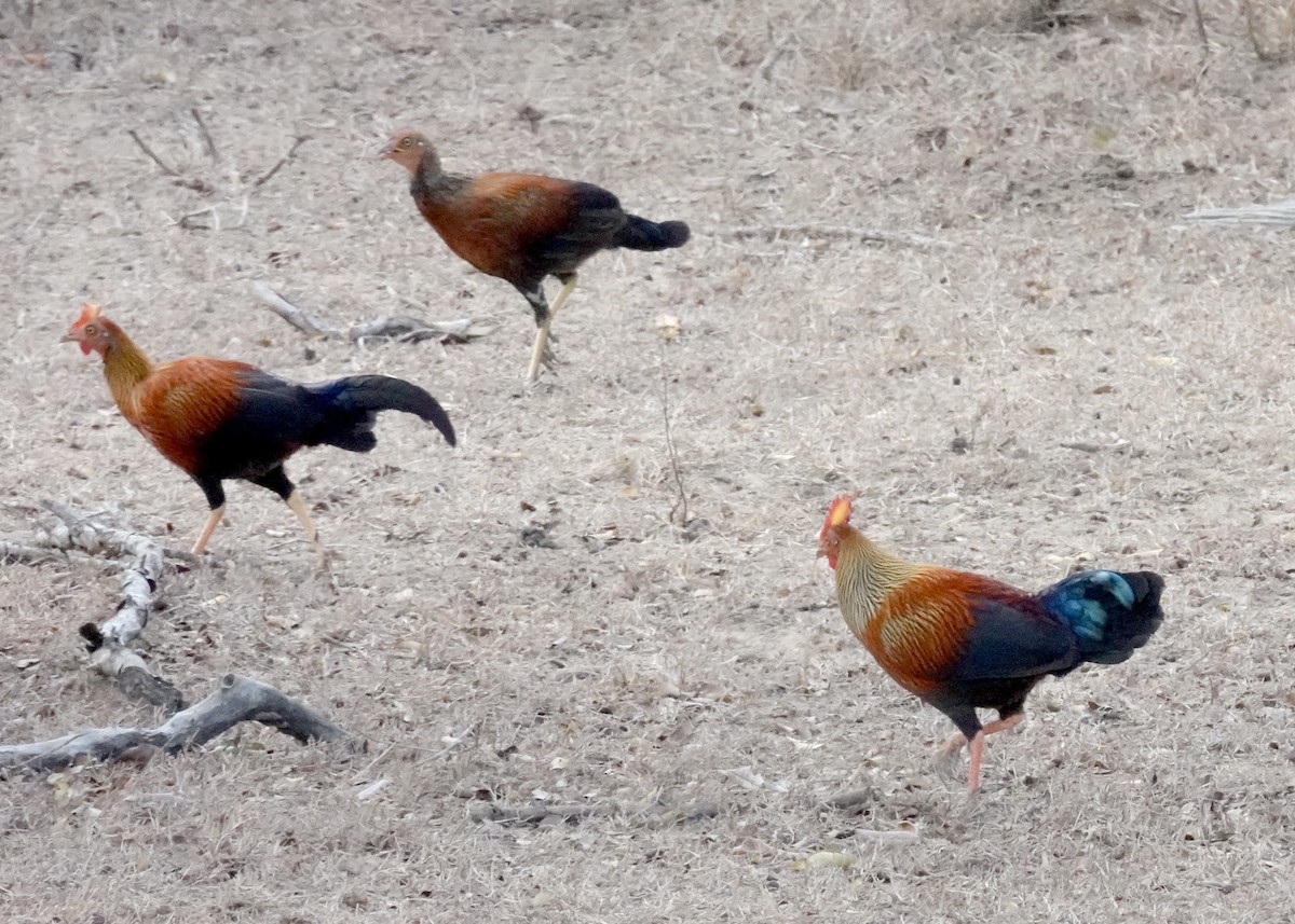 Çizgili Yaban Tavuğu - ML646375956