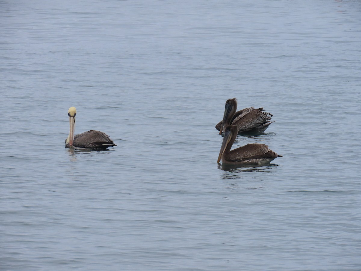 Brown Pelican - ML646375958