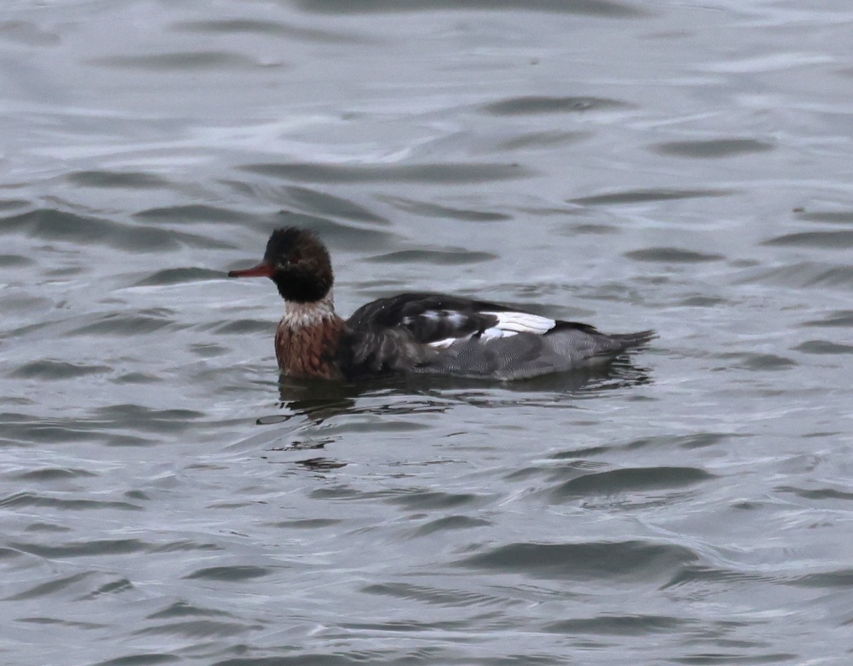 Tarakdiş - ML646375961