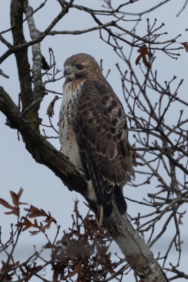 Kızıl Kuyruklu Şahin - ML646375962