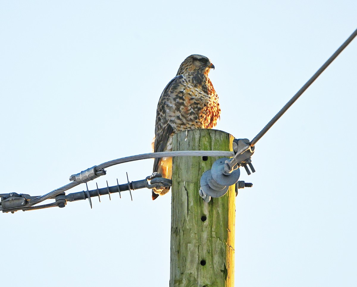 毛足鵟 - ML646375964