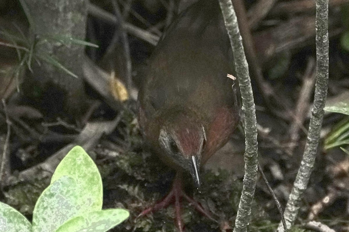 Maskeli Kestane Yelvesi - ML646375965