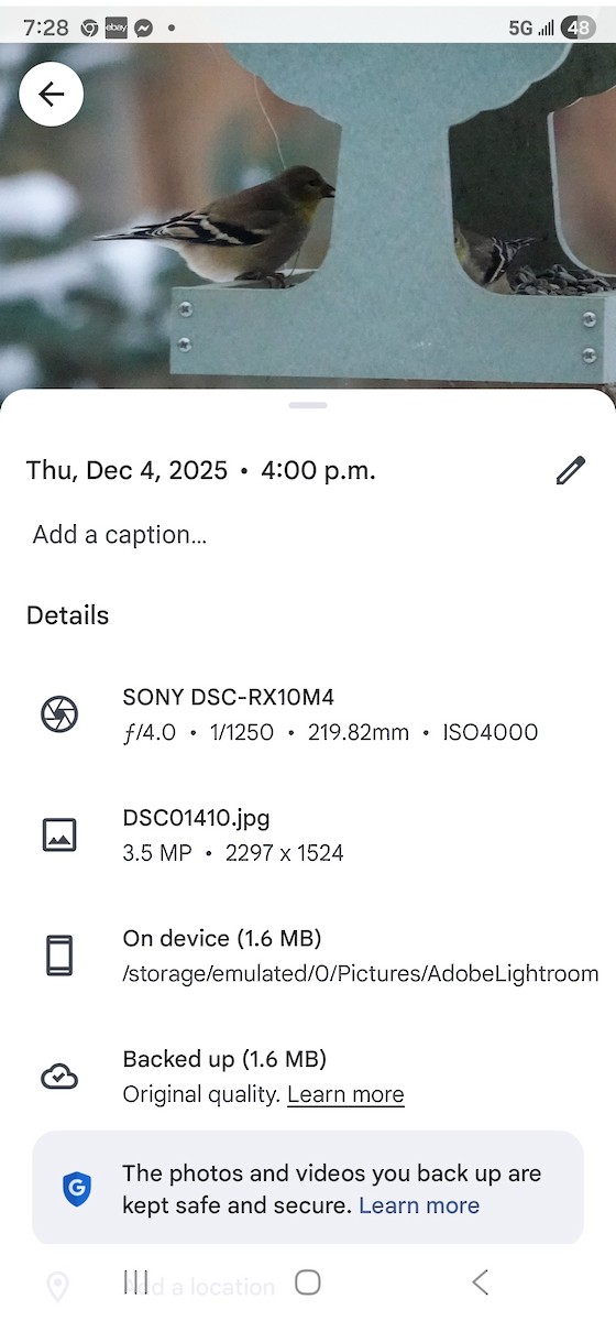 American Goldfinch - ML646375966