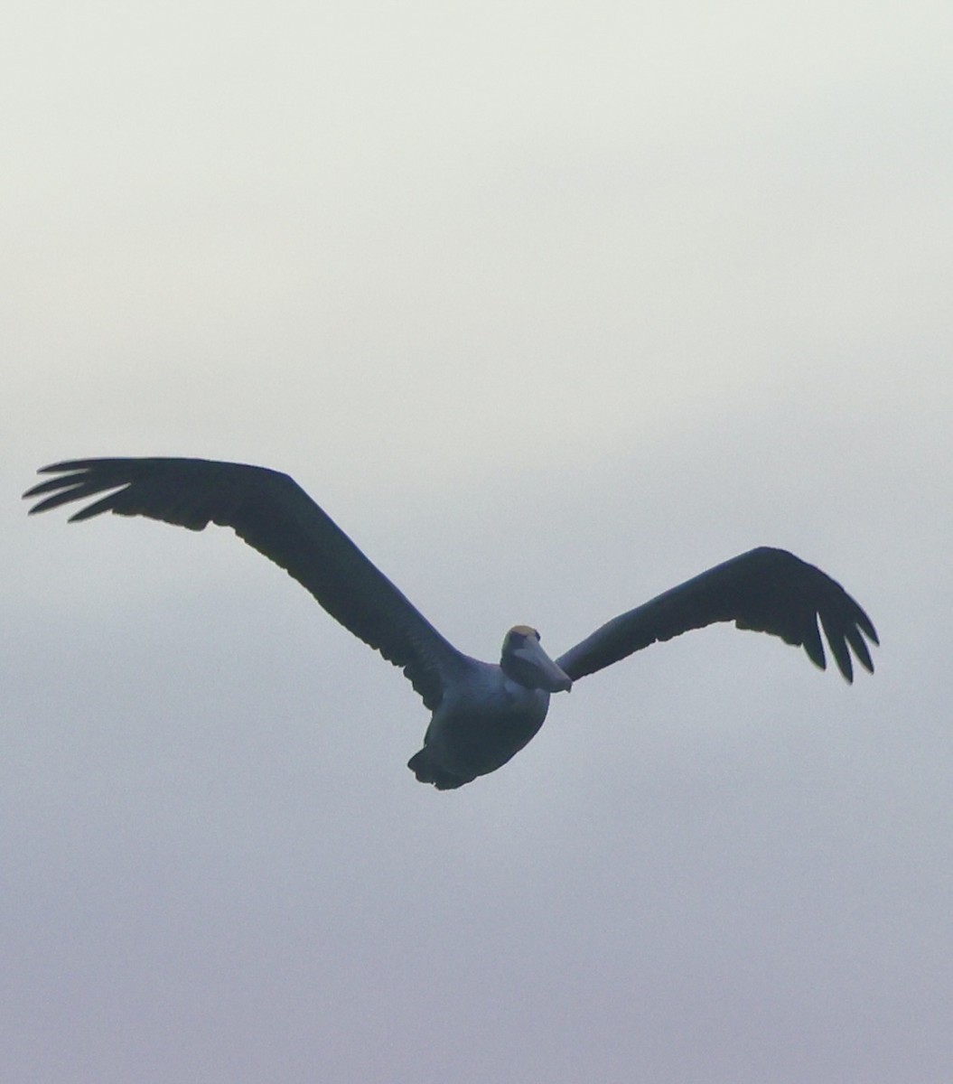 Brown Pelican - ML646375969