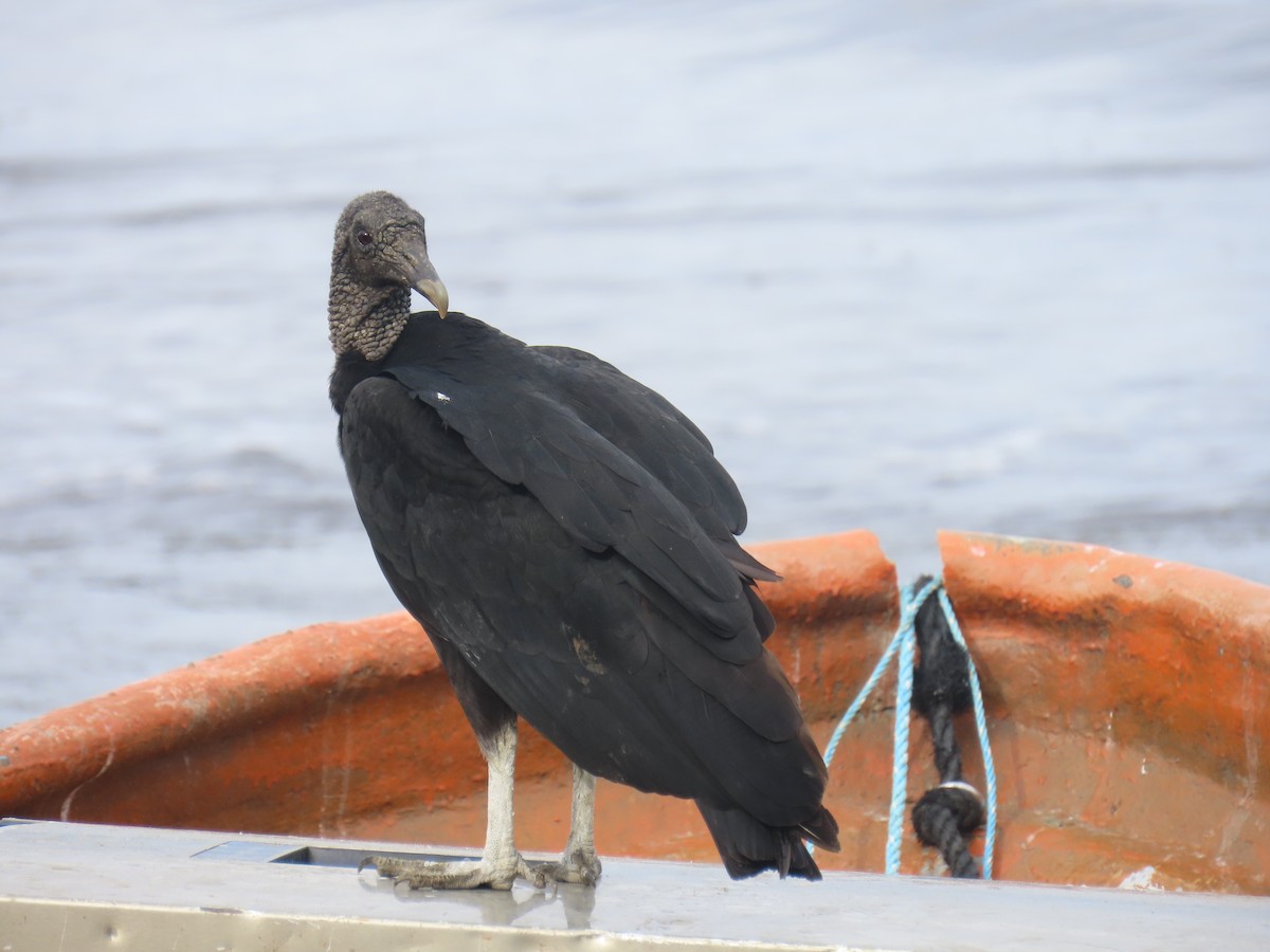 Black Vulture - ML646375975
