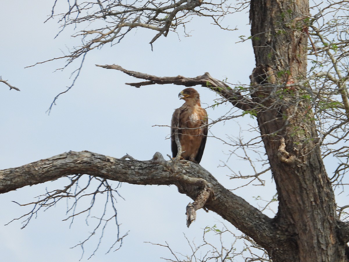 Tawny Eagle - ML646375976