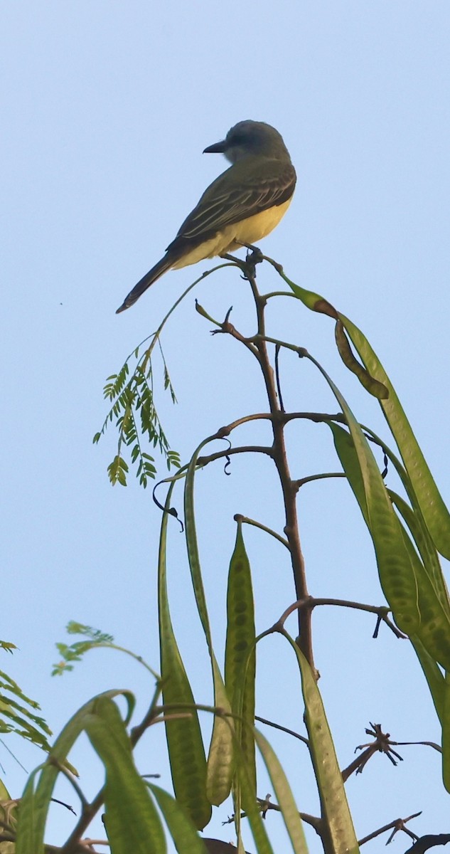 Tropical Kingbird - ML646375979