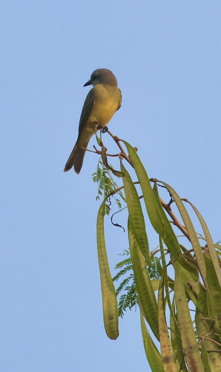 Tropical Kingbird - ML646375980