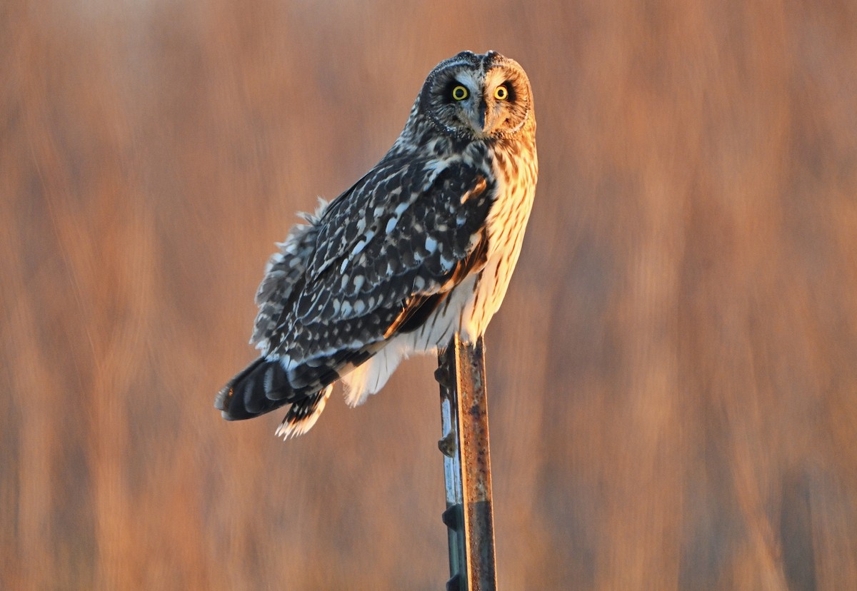 Zingira-hontza - ML646375981