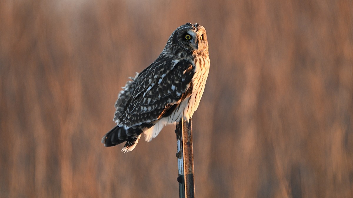 Zingira-hontza - ML646375982