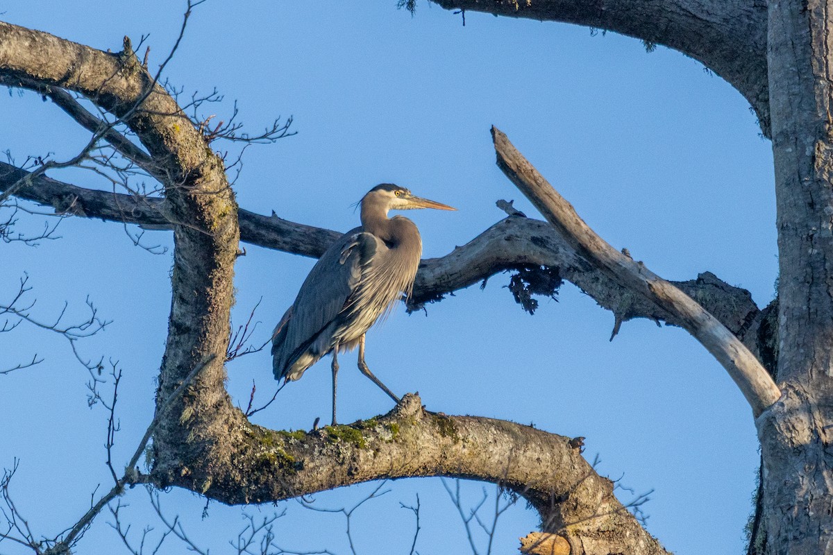 Great Blue Heron - ML646375985