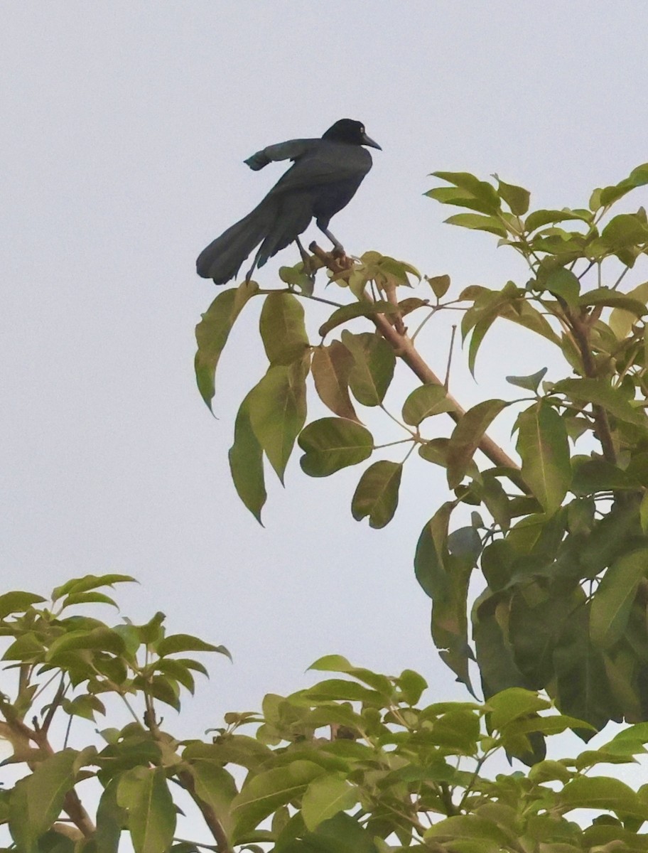 Great-tailed Grackle - ML646375986