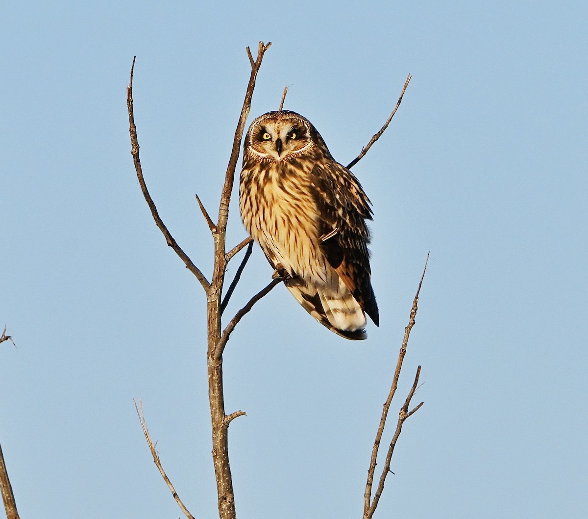 Zingira-hontza - ML646375987