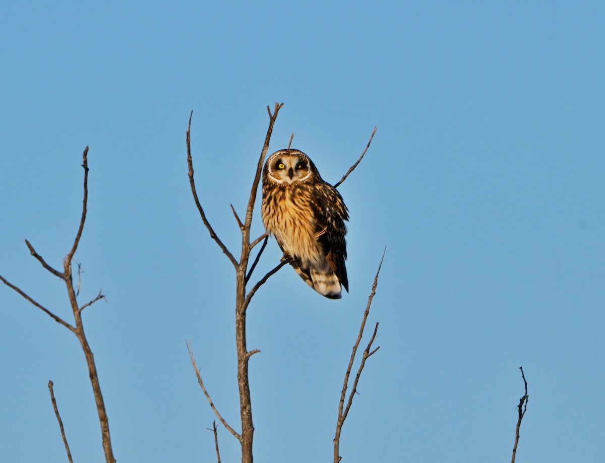 Zingira-hontza - ML646375988