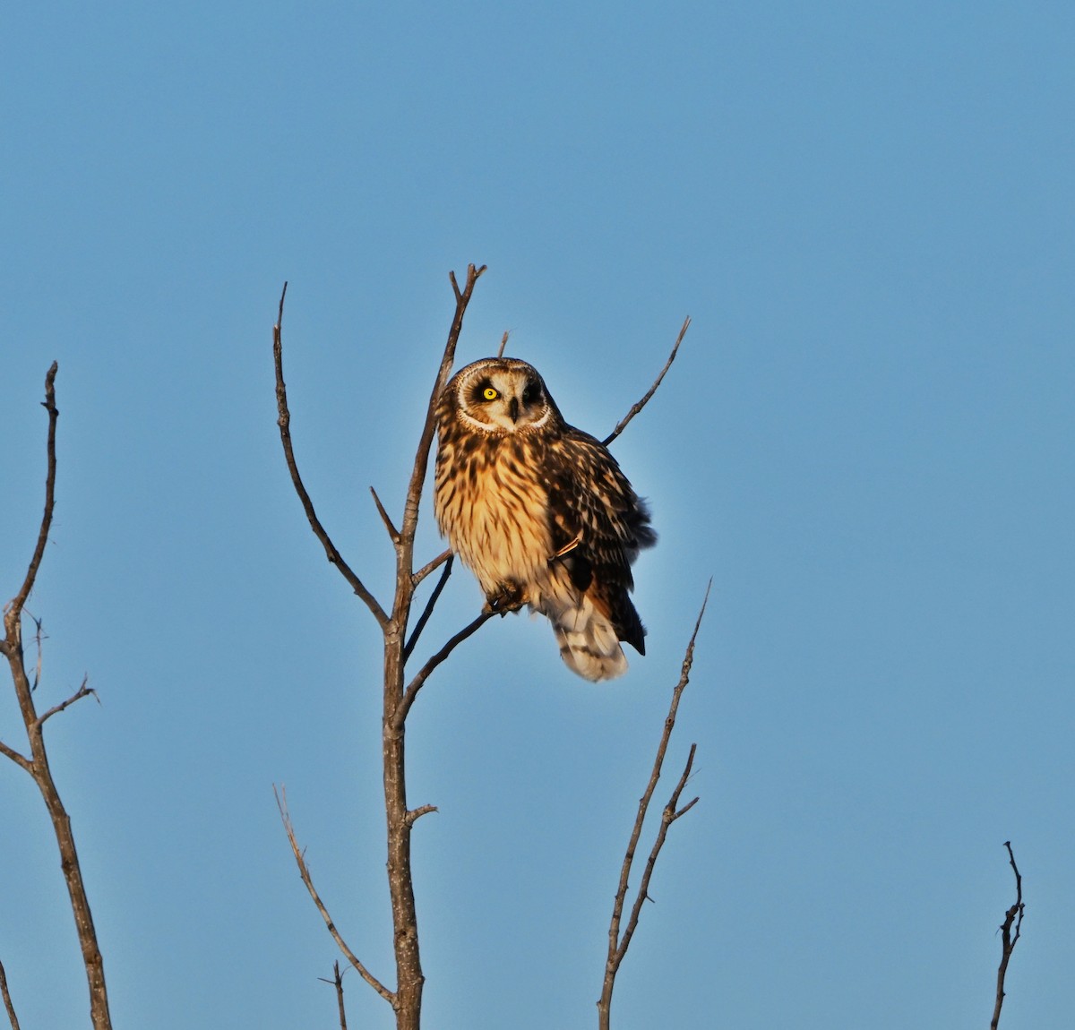 Zingira-hontza - ML646375989