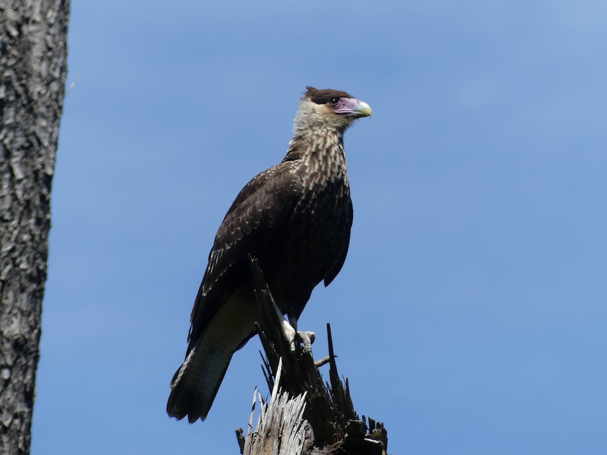 Crested Caracara - ML646375990