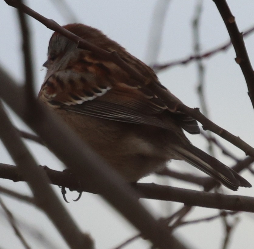 American Tree Sparrow - ML646375993