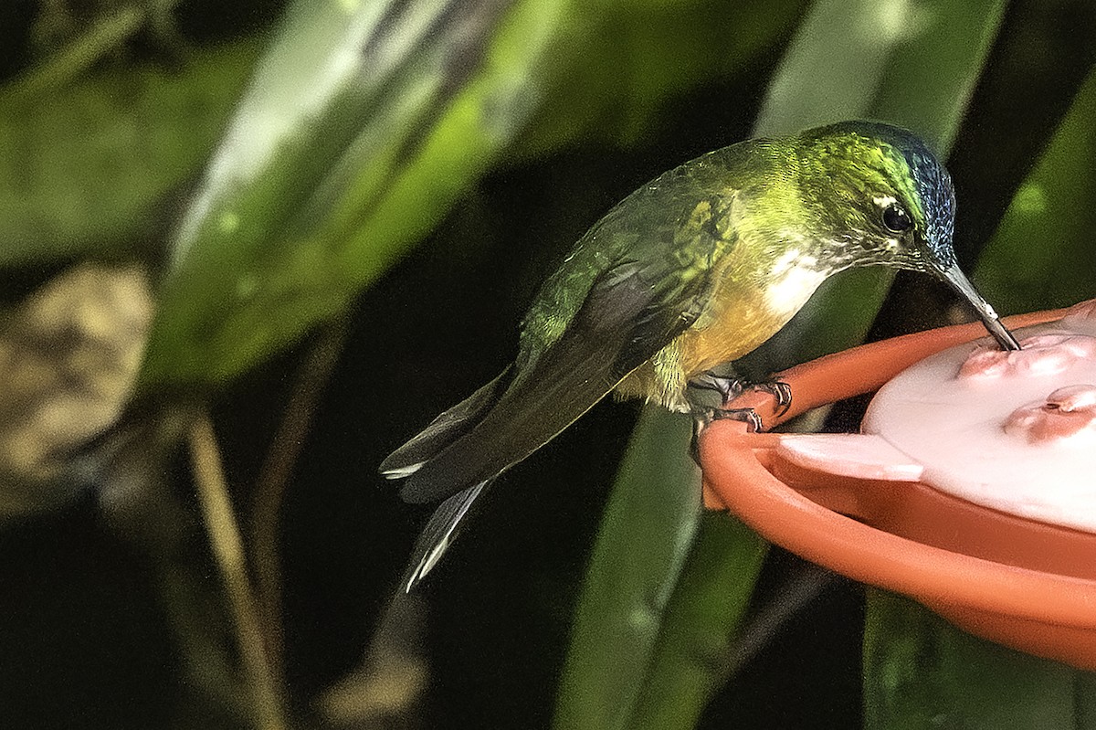 Violet-tailed Sylph - ML646375995
