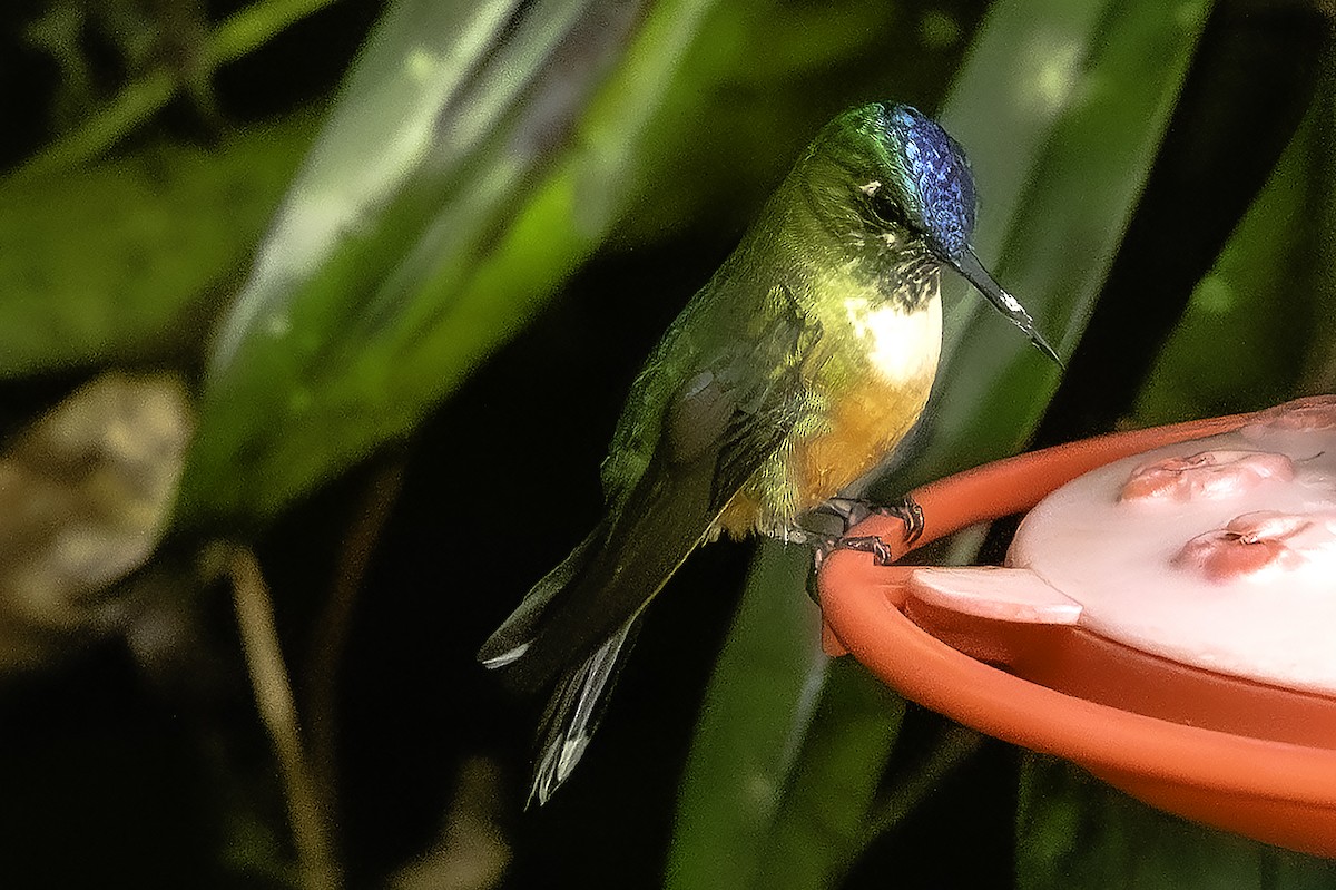 Violet-tailed Sylph - ML646375996