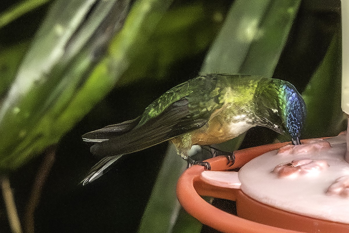 Violet-tailed Sylph - ML646375997