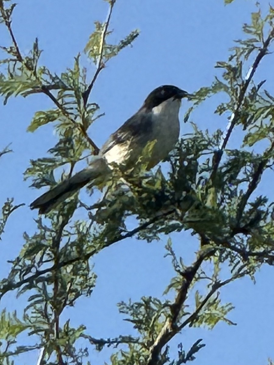 Black-capped Warbling Finch - ML646375998