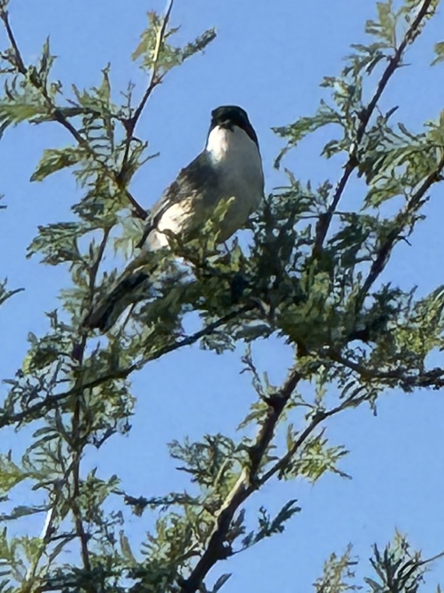 Black-capped Warbling Finch - ML646375999