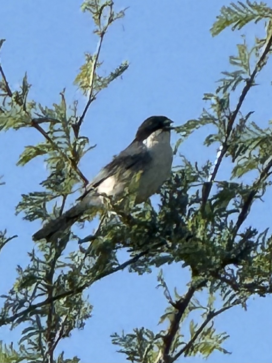 Black-capped Warbling Finch - ML646376000